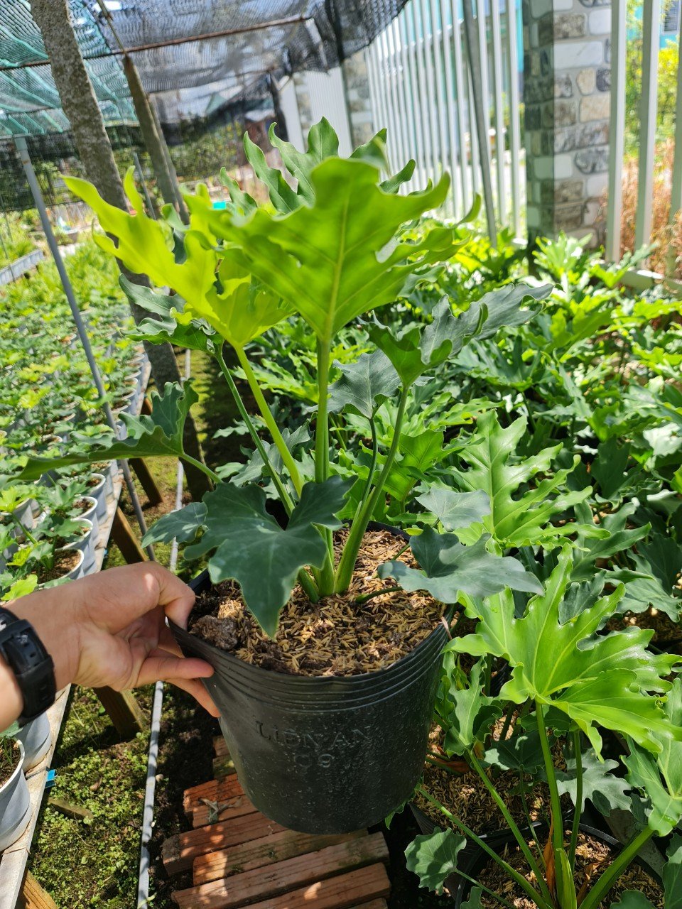 CÂY TRẦU BÀ THANH XUÂN 2 Size, cây phong thủy hút tài lộc để bàn mini GIÁ RẺ, lọc không khí, Cây Tươi Nguyên CTN0190 2