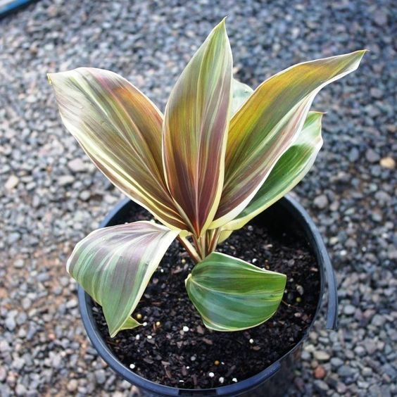 CÂY PHÁT TÀI Sọc trắng, (cao 35cm), cây phong thủy hút tài lộc để bàn mini GIÁ RẺ, lọc không khí, Cây Tươi Nguyên CTN0090 3