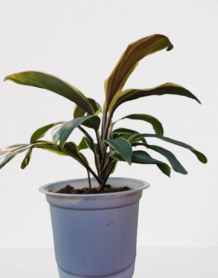 CÂY PHÁT TÀI Sọc trắng, (cao 35cm), cây phong thủy hút tài lộc để bàn mini GIÁ RẺ, lọc không khí, Cây Tươi Nguyên CTN0090 2