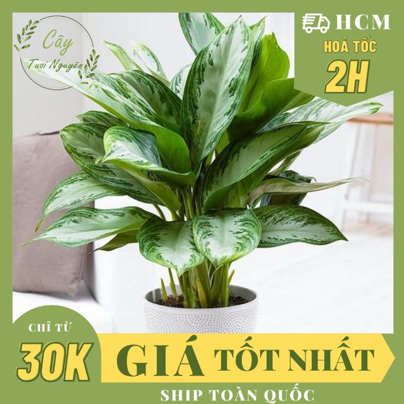 CÂY THANH LAM, (cao 30cm), cây phong thủy hút tài lộc để bàn mini GIÁ RẺ, lọc không khí, Cây Tươi Nguyên CTN0450