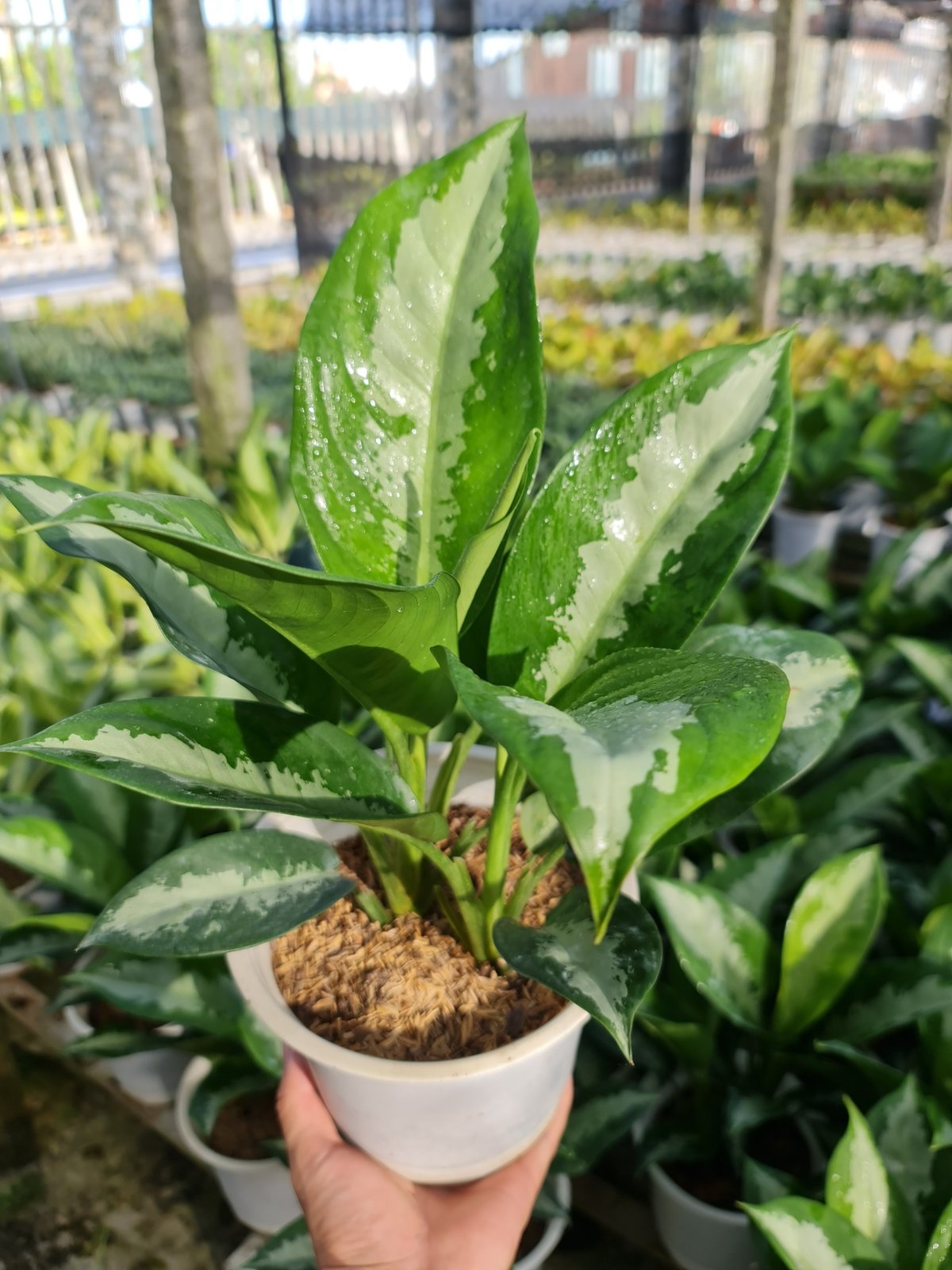 CÂY THANH LAM, (cao 30cm), cây phong thủy hút tài lộc để bàn mini GIÁ RẺ, lọc không khí, Cây Tươi Nguyên CTN0450 2