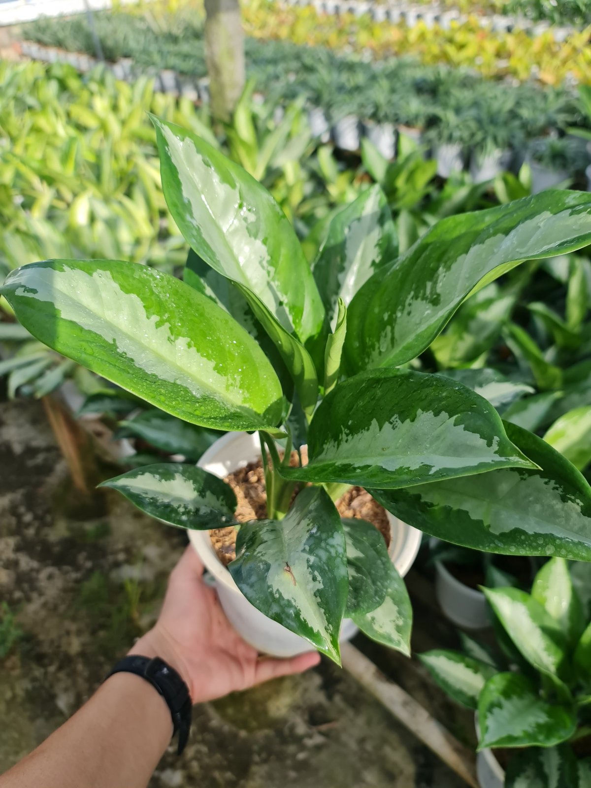 CÂY THANH LAM, (cao 30cm), cây phong thủy hút tài lộc để bàn mini GIÁ RẺ, lọc không khí, Cây Tươi Nguyên CTN0450 3