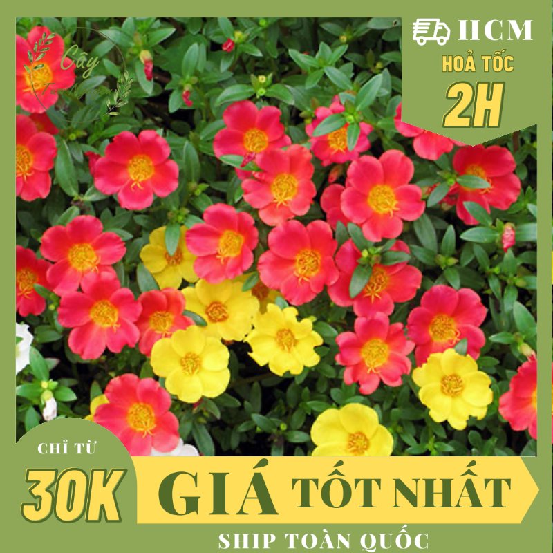 CÂY HOA MƯỜI GIỜ THÁI ,(cao 20cm), Cây cảnh, dễ trồng GIÁ RẺ, nở quanh năm, Cây Tươi Nguyên CTN0280