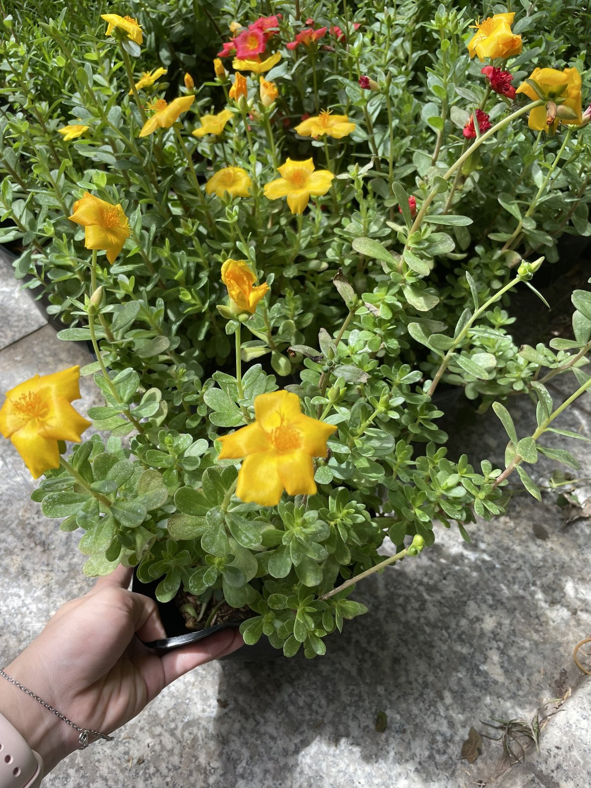 CÂY HOA MƯỜI GIỜ THÁI ,(cao 20cm), Cây cảnh, dễ trồng GIÁ RẺ, nở quanh năm, Cây Tươi Nguyên CTN0280 3