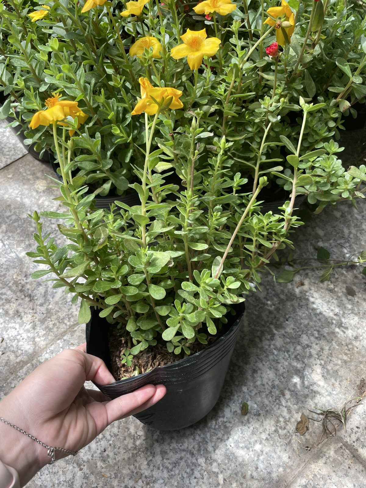 CÂY HOA MƯỜI GIỜ THÁI ,(cao 20cm), Cây cảnh, dễ trồng GIÁ RẺ, nở quanh năm, Cây Tươi Nguyên CTN0280 2