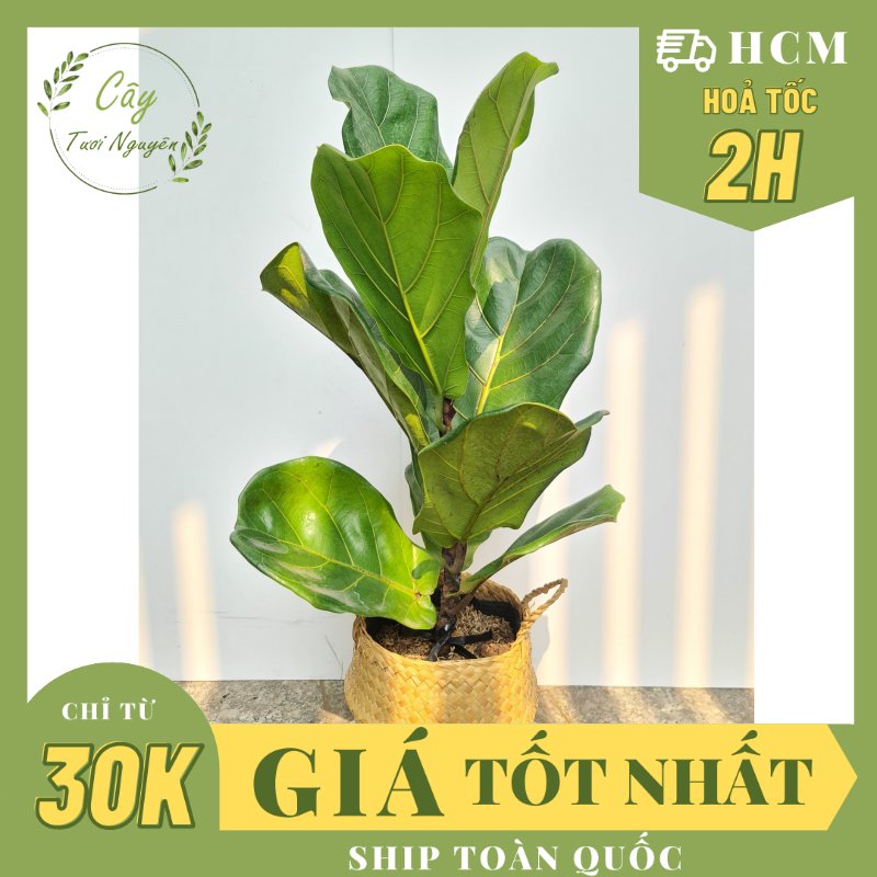 CÂY BÀNG SINGAPORE TRUNG, (cao 40-50cm), cây phong thủy hút tài lộc để bàn mini GIÁ RẺ, lọc không khí, Cây Tươi Nguyên CTN0170