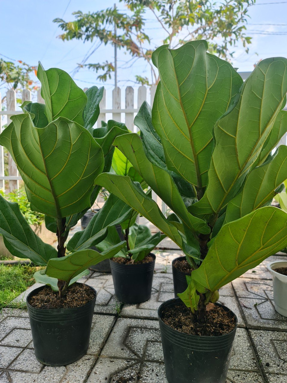 CÂY BÀNG SINGAPORE TRUNG, (cao 40-50cm), cây phong thủy hút tài lộc để bàn mini GIÁ RẺ, lọc không khí, Cây Tươi Nguyên CTN0170 2