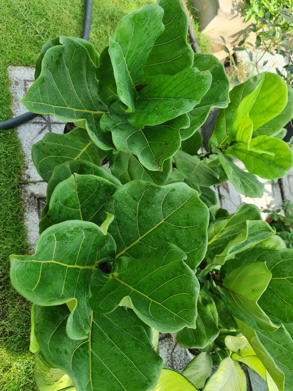 CÂY BÀNG SINGAPORE TRUNG, (cao 40-50cm), cây phong thủy hút tài lộc để bàn mini GIÁ RẺ, lọc không khí, Cây Tươi Nguyên CTN0170 3