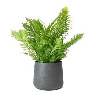 CÂY DƯƠNG SỈ HẠNH PHÚC, (cao 35cm), cây phong thủy hút tài lộc để bàn mini GIÁ RẺ, lọc không khí, Cây Tươi Nguyên CTN0320 2