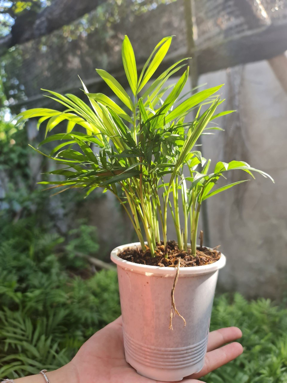 [Mua 2 giảm 15K ship] CÂY CAU TIỂU TRÂM, (cao 15cm), cây phong thủy hút tài lộc để bàn mini GIÁ RẺ, lọc không khí, Cây Tươi Nguyên CTN0010 3
