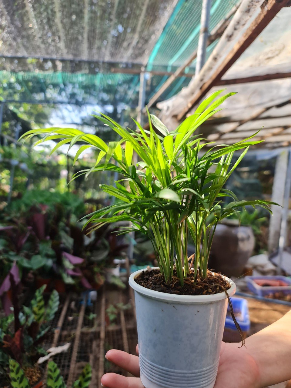 [Mua 2 giảm 15K ship] CÂY CAU TIỂU TRÂM, (cao 15cm), cây phong thủy hút tài lộc để bàn mini GIÁ RẺ, lọc không khí, Cây Tươi Nguyên CTN0010 2