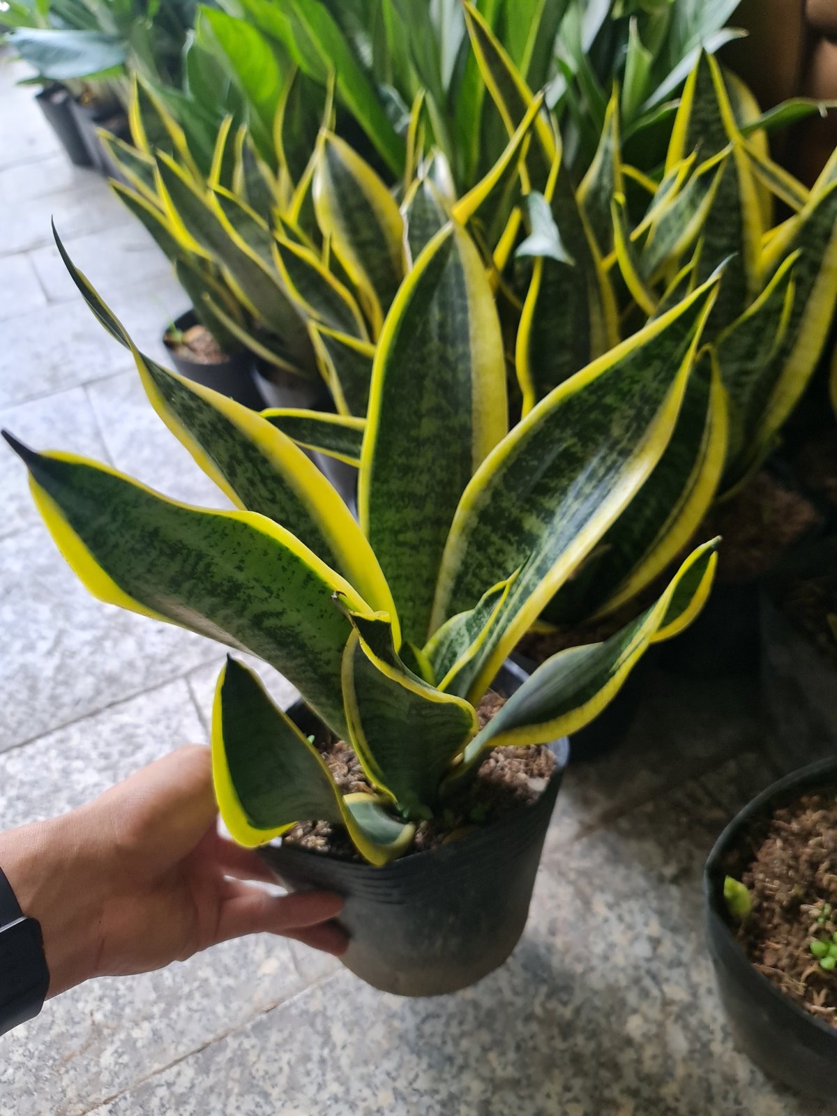 CÂY LƯỠI HỔ THÁI VIỀN VÀNG, (cao 25cm), cây phong thủy hút tài lộc để bàn mini GIÁ RẺ, lọc không khí, Cây Tươi Nguyên CTN0050 2