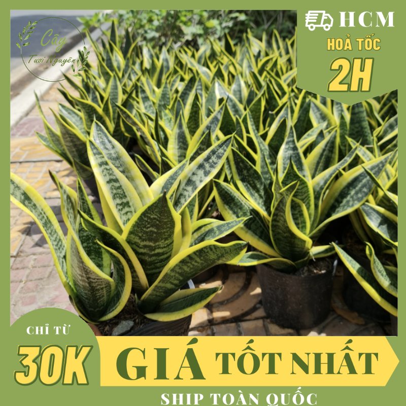 CÂY LƯỠI HỔ THÁI VIỀN VÀNG, (cao 25cm), cây phong thủy hút tài lộc để bàn mini GIÁ RẺ, lọc không khí, Cây Tươi Nguyên CTN0050