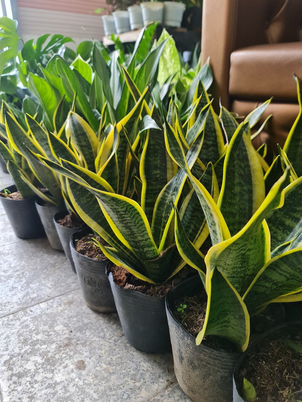 CÂY LƯỠI HỔ THÁI VIỀN VÀNG, (cao 25cm), cây phong thủy hút tài lộc để bàn mini GIÁ RẺ, lọc không khí, Cây Tươi Nguyên CTN0050 3