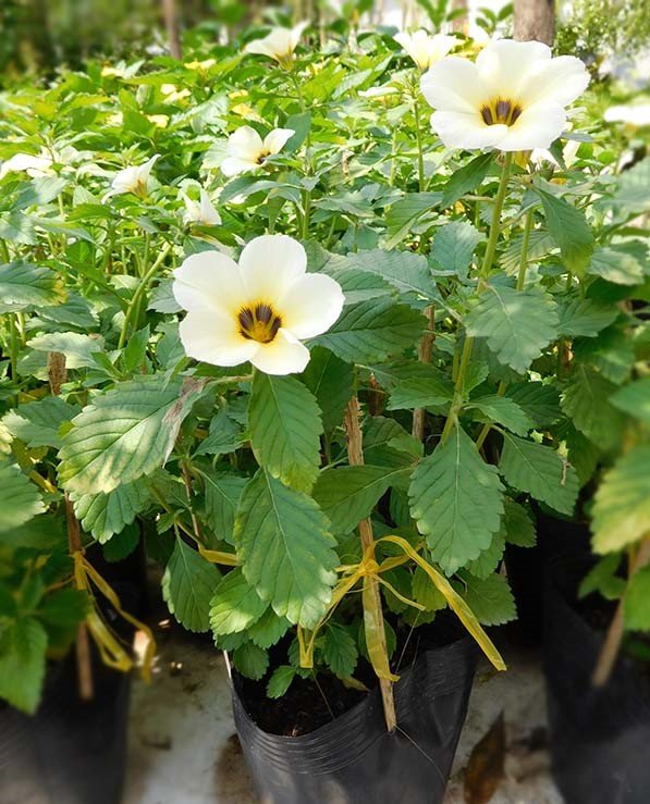 CÂY HOA DỪA KEM, (cao 20cm), Cây cảnh, dễ trồng GIÁ RẺ, nở quanh năm, Cây Tươi Nguyên CTN0270 3
