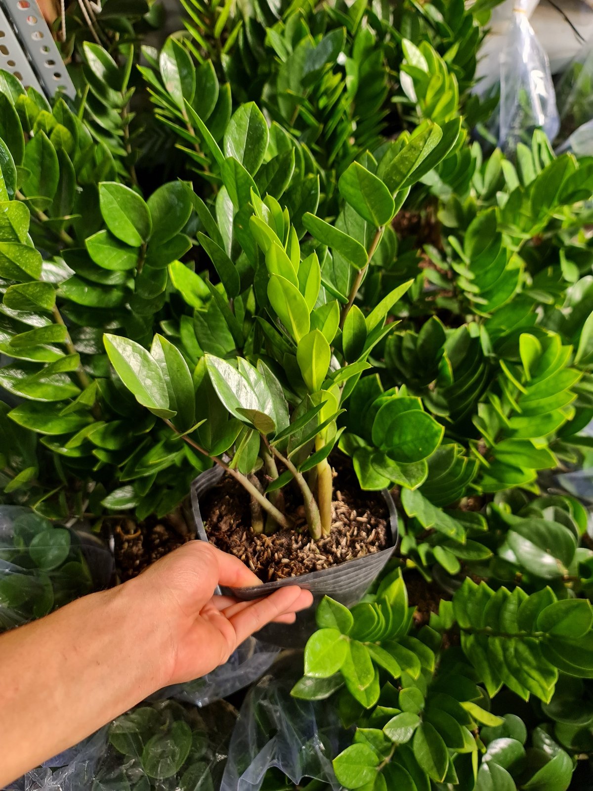 CÂY KIM TIỀN SIZE TRUNG,(cao 35cm), cây phong thủy hút tài lộc để bàn mini GIÁ RẺ, lọc không khí, Cây Tươi Nguyên CTN0250 3