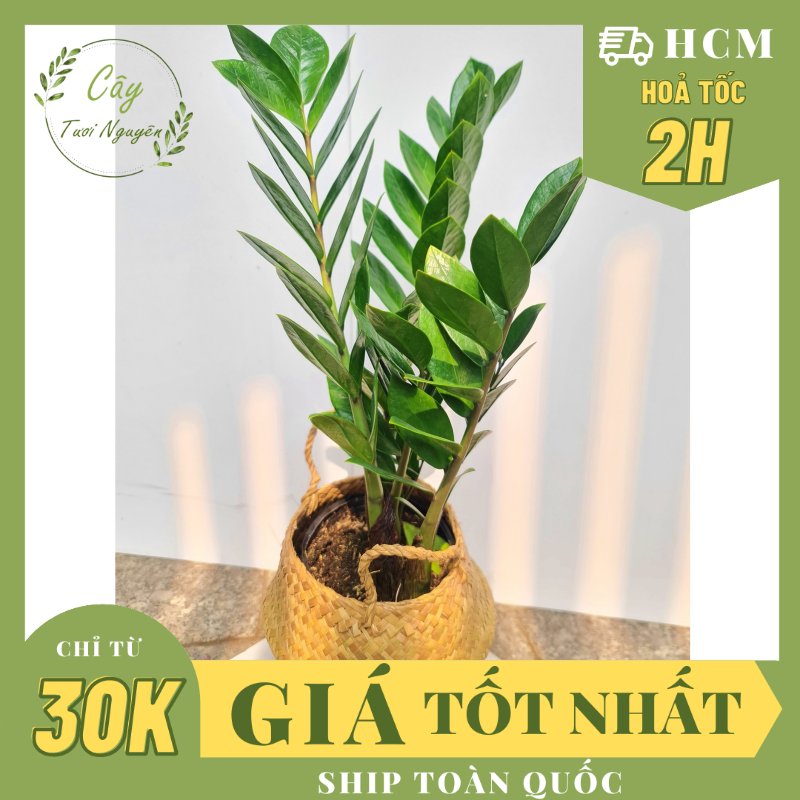 CÂY KIM TIỀN SIZE TRUNG,(cao 35cm), cây phong thủy hút tài lộc để bàn mini GIÁ RẺ, lọc không khí, Cây Tươi Nguyên CTN0250