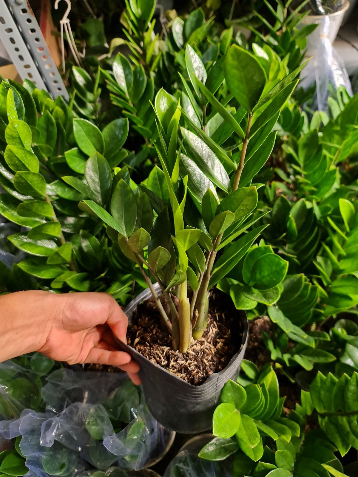 CÂY KIM TIỀN SIZE TRUNG,(cao 35cm), cây phong thủy hút tài lộc để bàn mini GIÁ RẺ, lọc không khí, Cây Tươi Nguyên CTN0250 2
