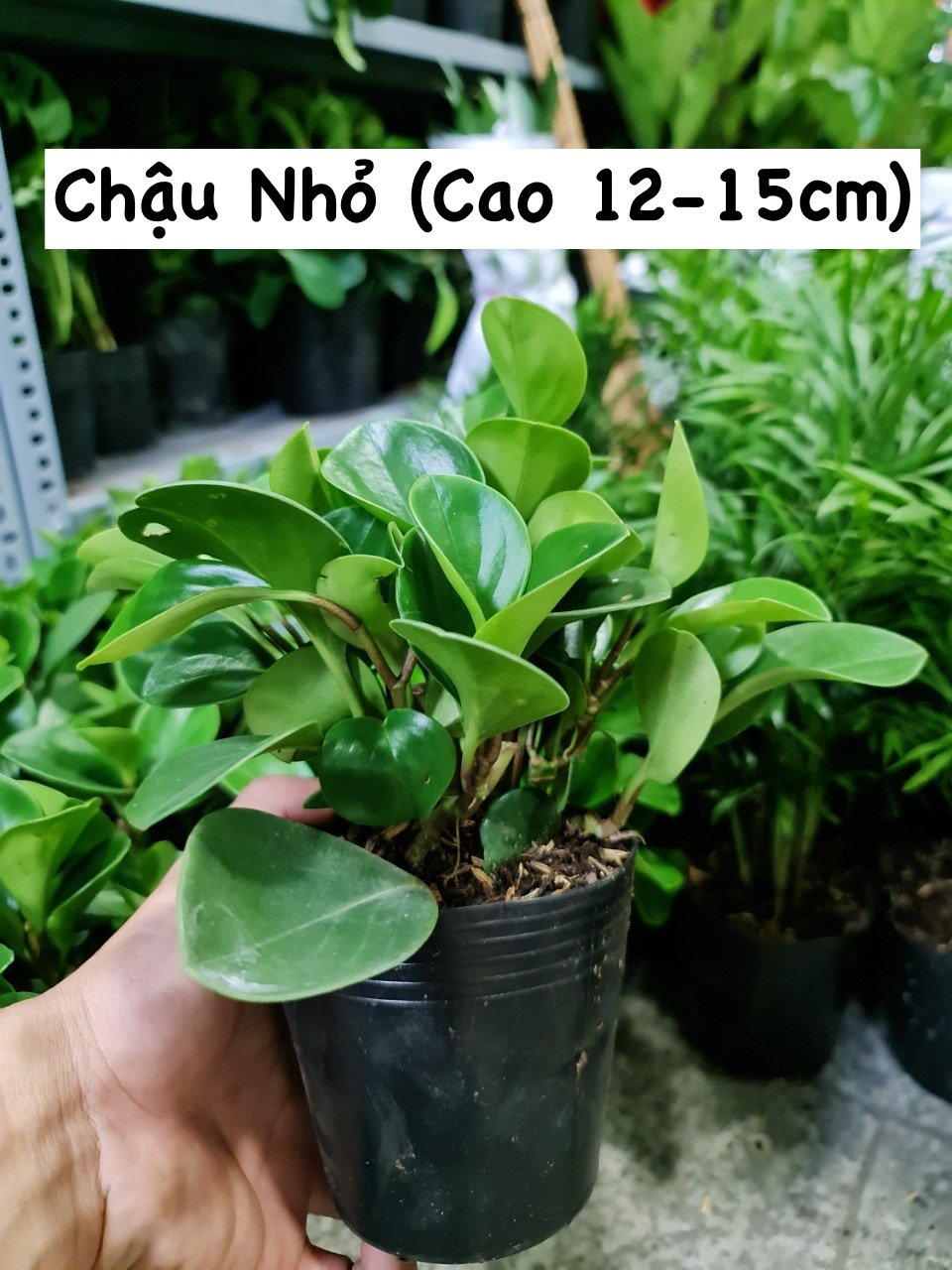 [Mua 2 giảm 15K ship] CÂY TRƯỜNG SINH, (cao 12-15cm), cây phong thủy hút tài lộc để bàn mini GIÁ RẺ, lọc không khí, Cây Tươi Nguyên CTN0130 2