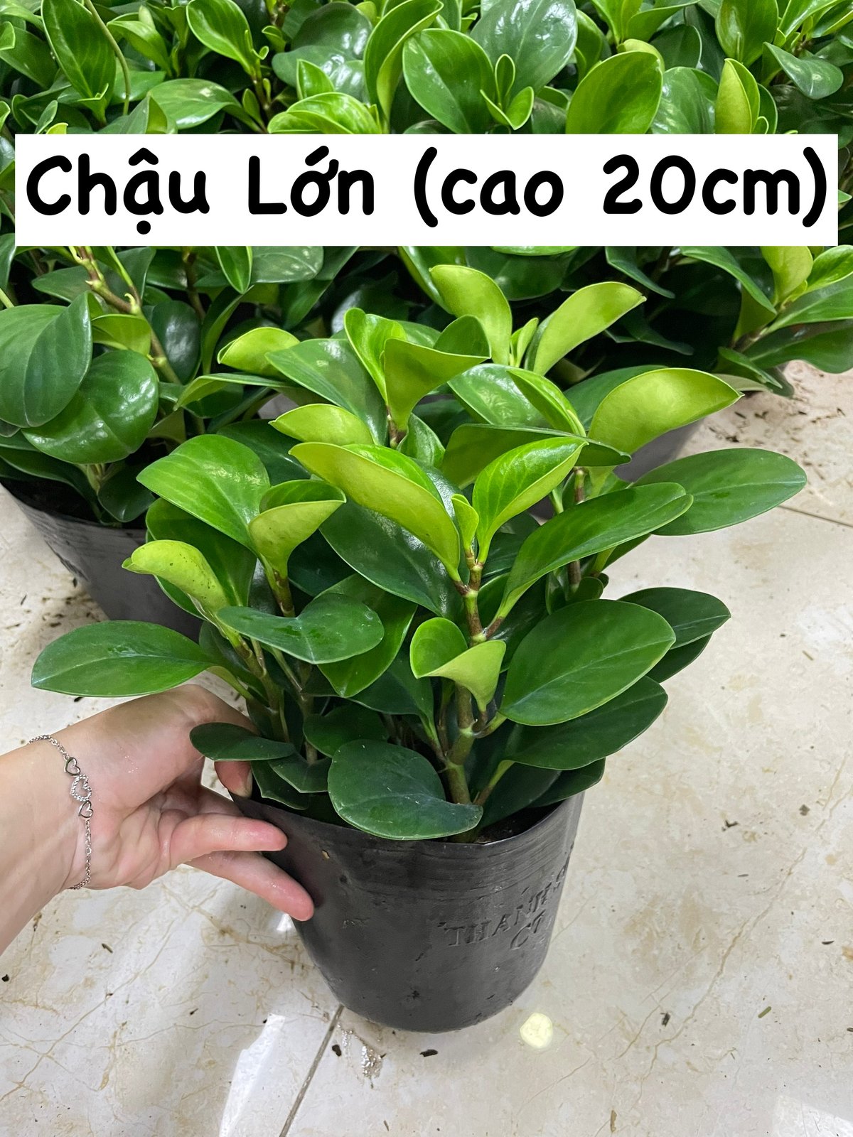 [Mua 2 giảm 15K ship] CÂY TRƯỜNG SINH, (cao 12-15cm), cây phong thủy hút tài lộc để bàn mini GIÁ RẺ, lọc không khí, Cây Tươi Nguyên CTN0130 3