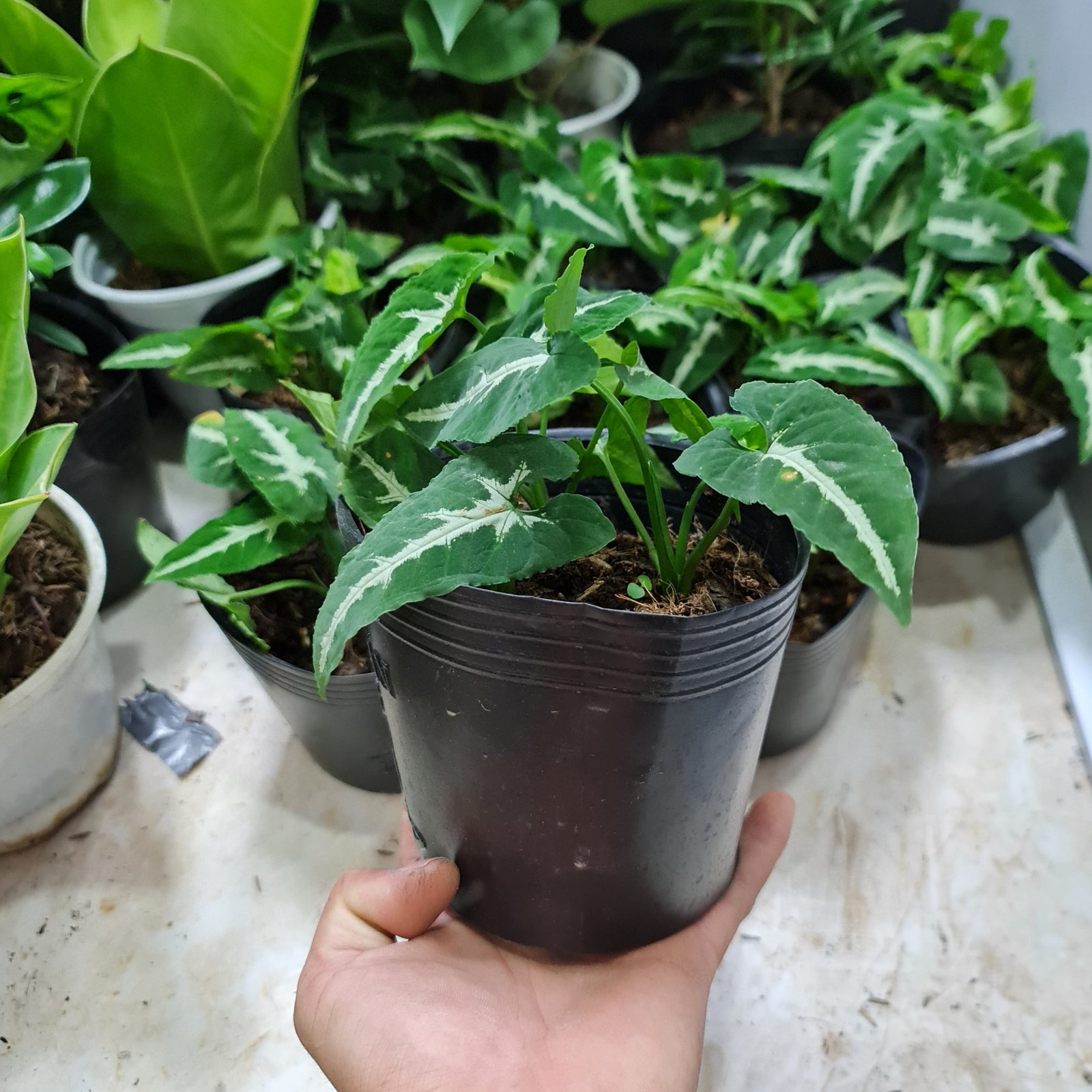 [Mua 2 giảm 15K ship] CÂY TRẦU BÀ NHUNG (SỌC TRẮNG) ,(cao 25cm), cây phong thủy hút tài lộc để bàn mini GIÁ RẺ, lọc không khí, Cây Tươi Nguyên CTN0210 3