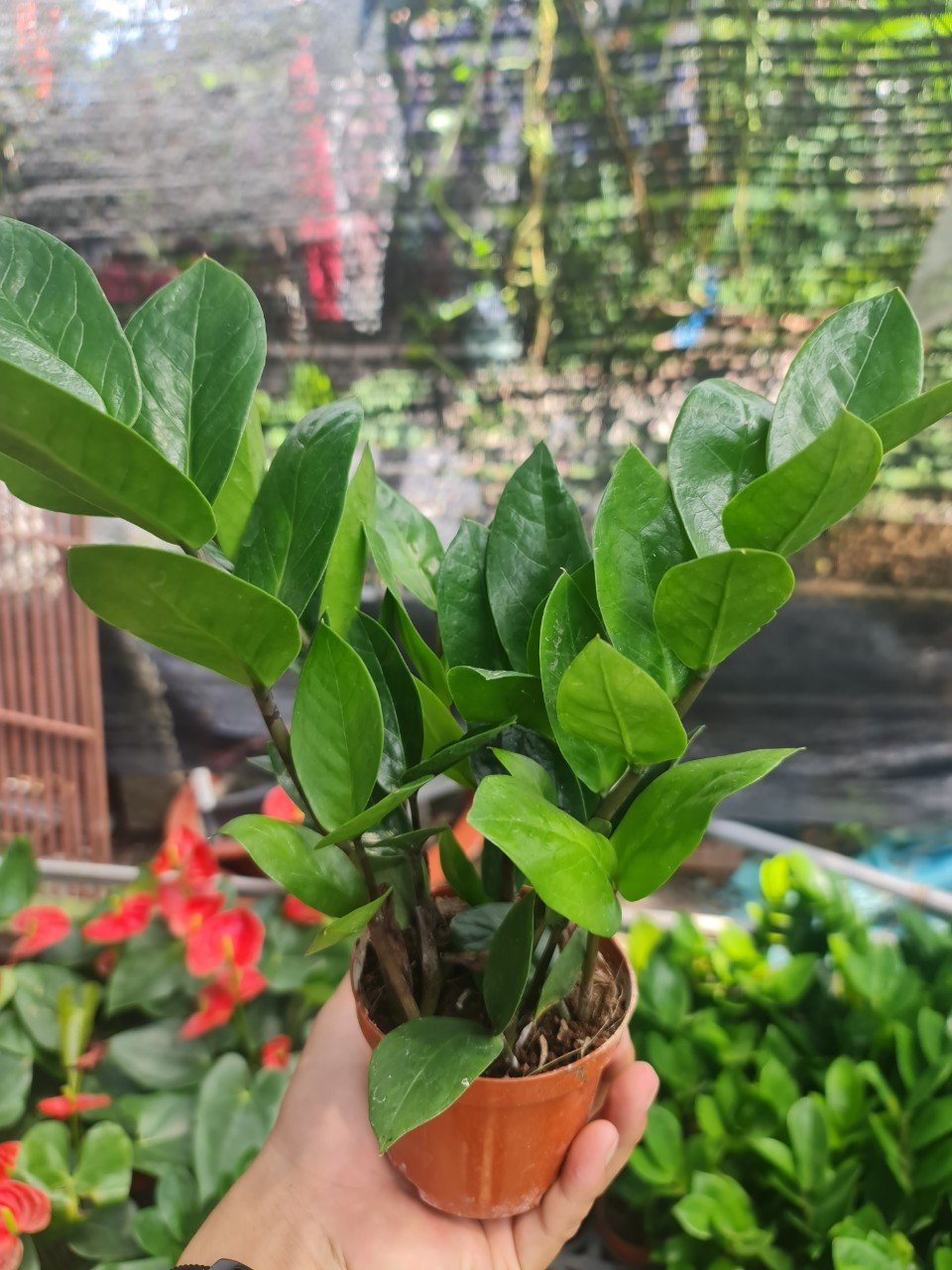 CÂY KIM TIỀN MINI Size mini, (cao 25cm), cây phong thủy hút tài lộc để bàn mini GIÁ RẺ, lọc không khí, Cây Tươi Nguyên CTN0240 3