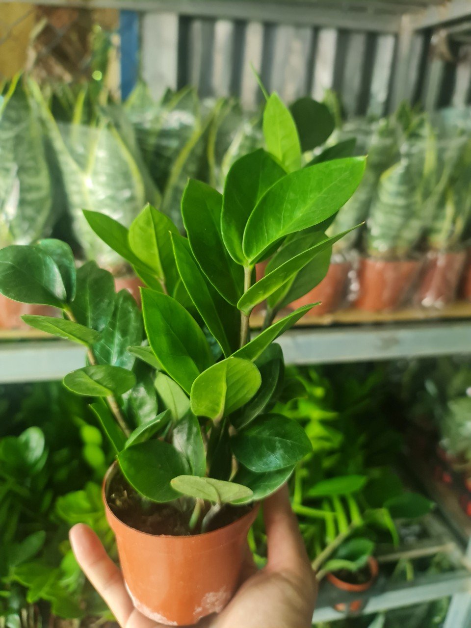 CÂY KIM TIỀN MINI Size mini, (cao 25cm), cây phong thủy hút tài lộc để bàn mini GIÁ RẺ, lọc không khí, Cây Tươi Nguyên CTN0240 2