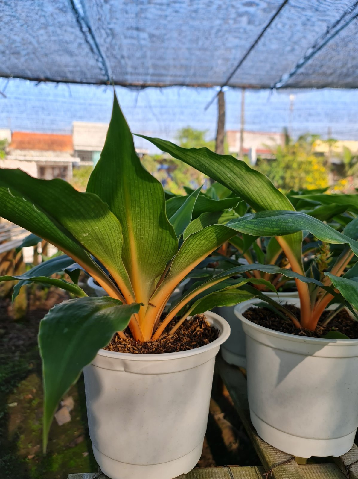 CÂY PHƯỢNG HOÀNG, (cao 35cm), cây phong thủy hút tài lộc để bàn mini GIÁ RẺ, lọc không khí, Cây Tươi Nguyên CTN0070 3