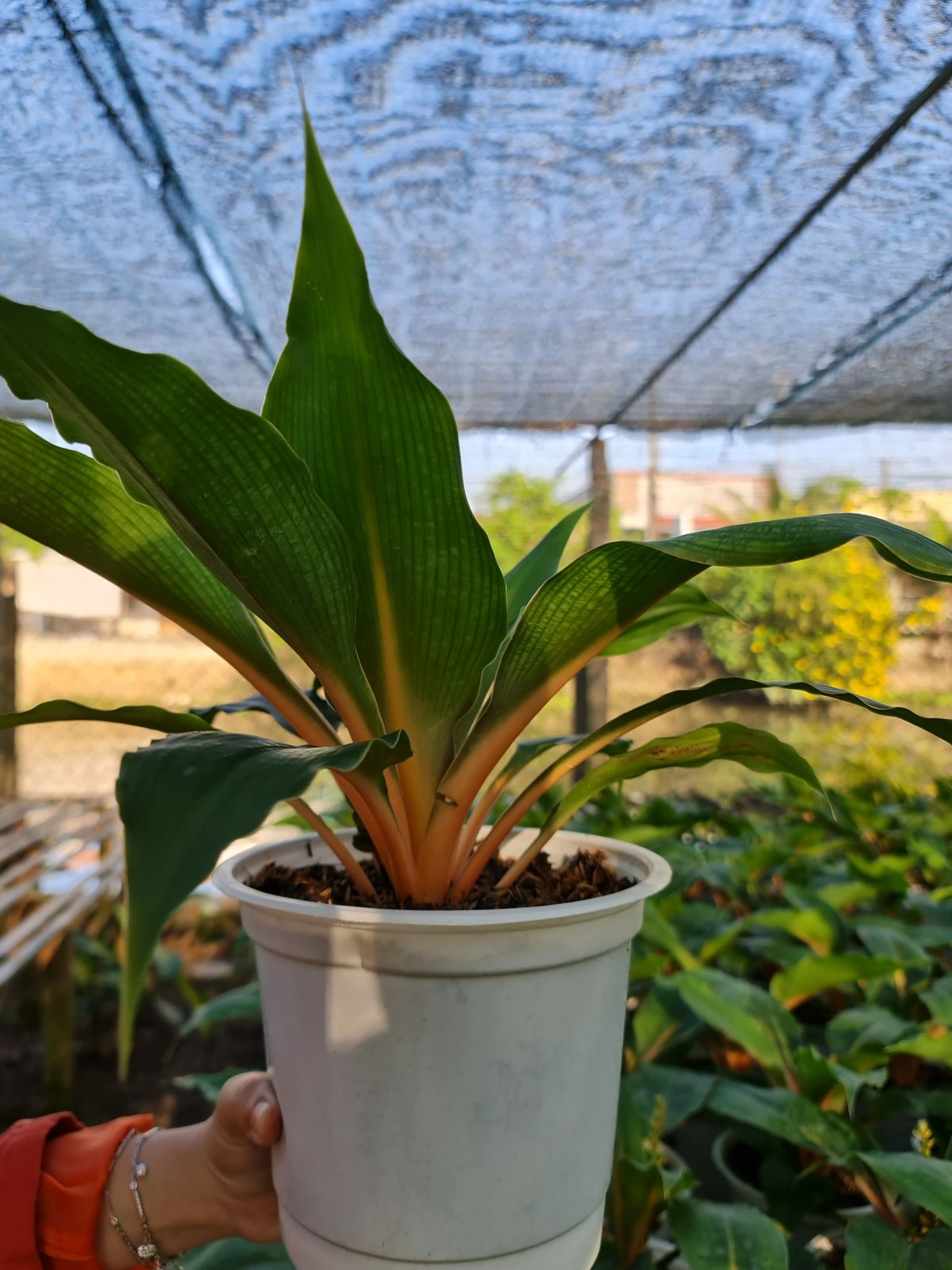 CÂY PHƯỢNG HOÀNG, (cao 35cm), cây phong thủy hút tài lộc để bàn mini GIÁ RẺ, lọc không khí, Cây Tươi Nguyên CTN0070 2