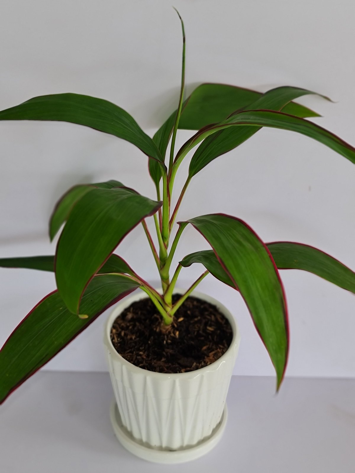 CÂY PHÁT TÀI Viền đỏ, (cao 35cm), cây phong thủy hút tài lộc để bàn mini GIÁ RẺ, lọc không khí, Cây Tươi Nguyên CTN0090 2