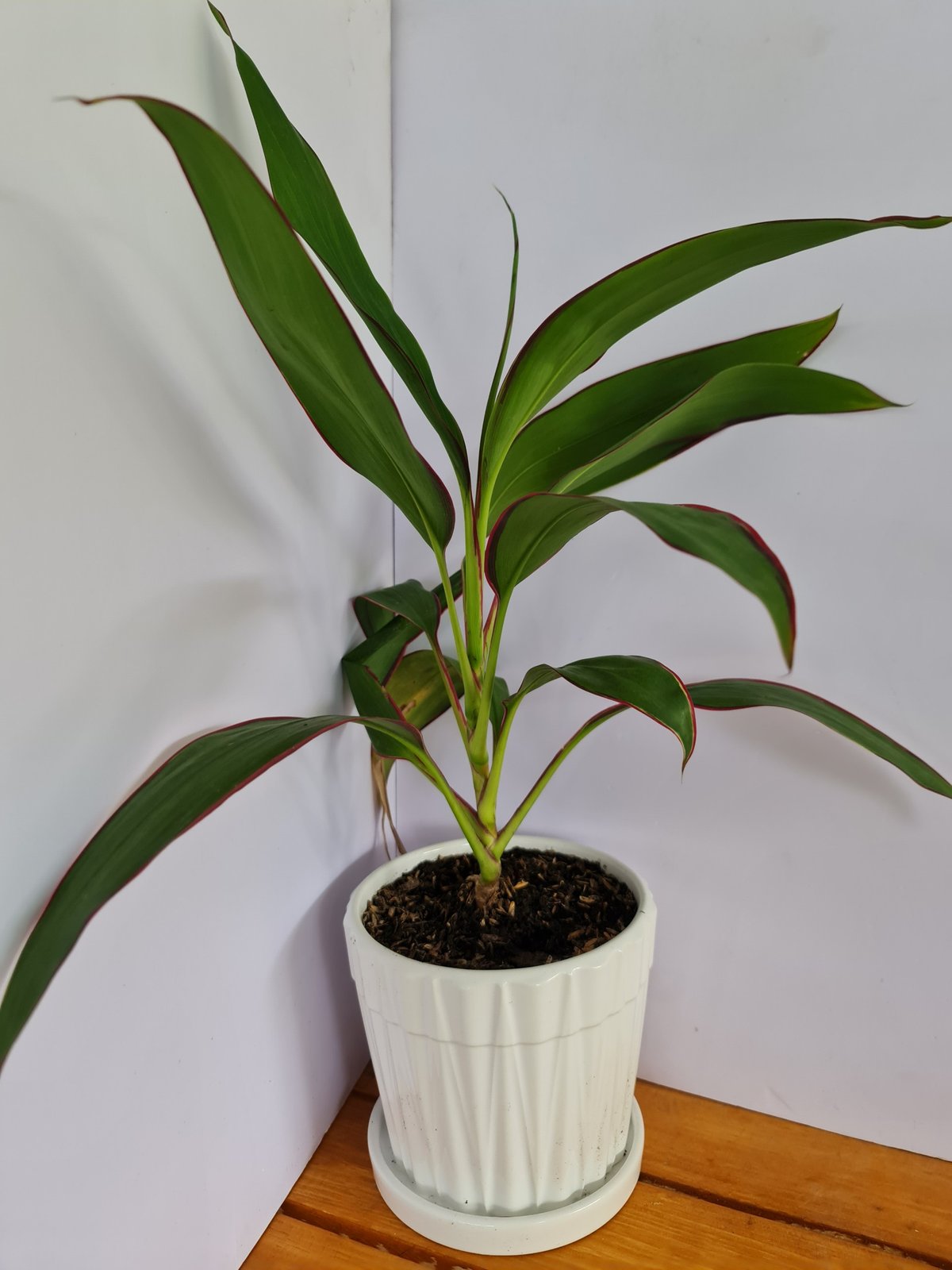 CÂY PHÁT TÀI Viền đỏ, (cao 35cm), cây phong thủy hút tài lộc để bàn mini GIÁ RẺ, lọc không khí, Cây Tươi Nguyên CTN0090 3