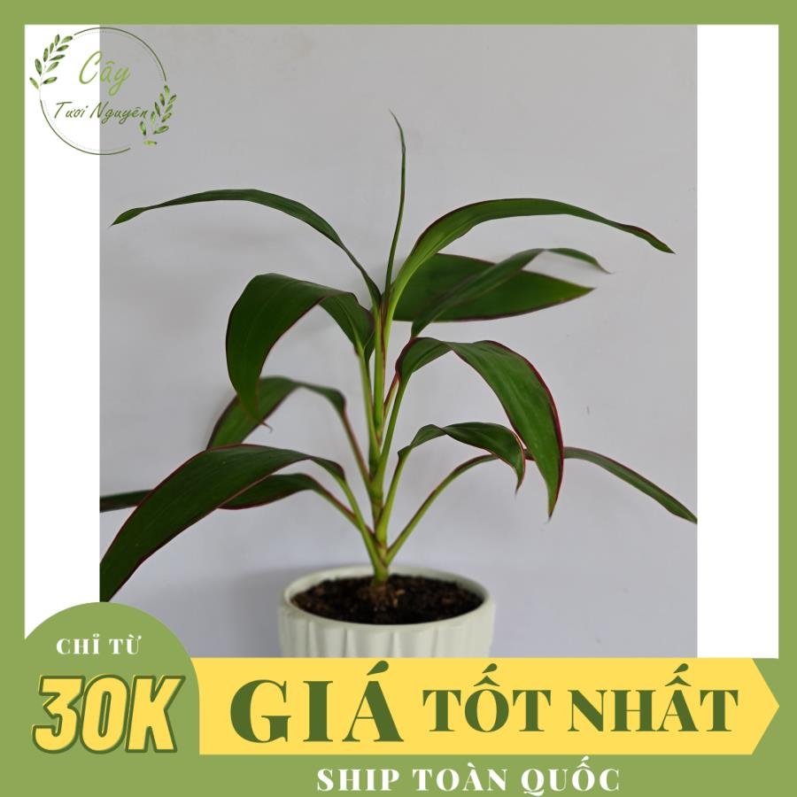 CÂY PHÁT TÀI Viền đỏ, (cao 35cm), cây phong thủy hút tài lộc để bàn mini GIÁ RẺ, lọc không khí, Cây Tươi Nguyên CTN0090