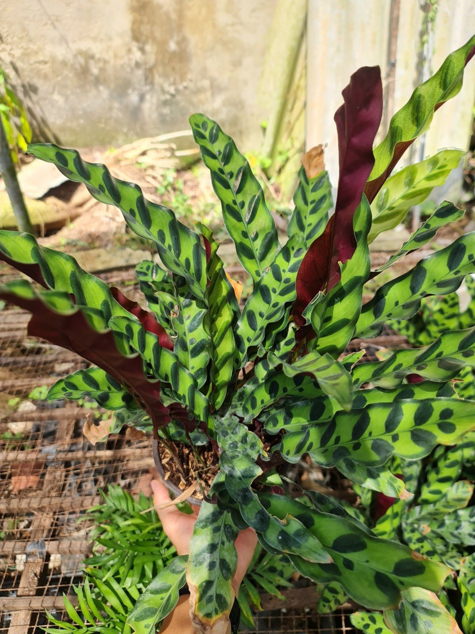 CÂY ĐUÔI PHỤNG ĐỎ, (cao 35cm), cây phong thủy hút tài lộc để bàn mini GIÁ RẺ, lọc không khí, Cây Tươi Nguyên CTN0030 2