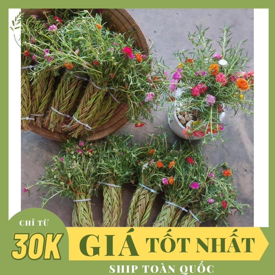 CÂY HOA MƯỜI GIỜ BÓ 50 CÂY ,(cao 15cm), Cây cảnh, dễ trồng GIÁ RẺ, nở quanh năm, Cây Tươi Nguyên CTN0540