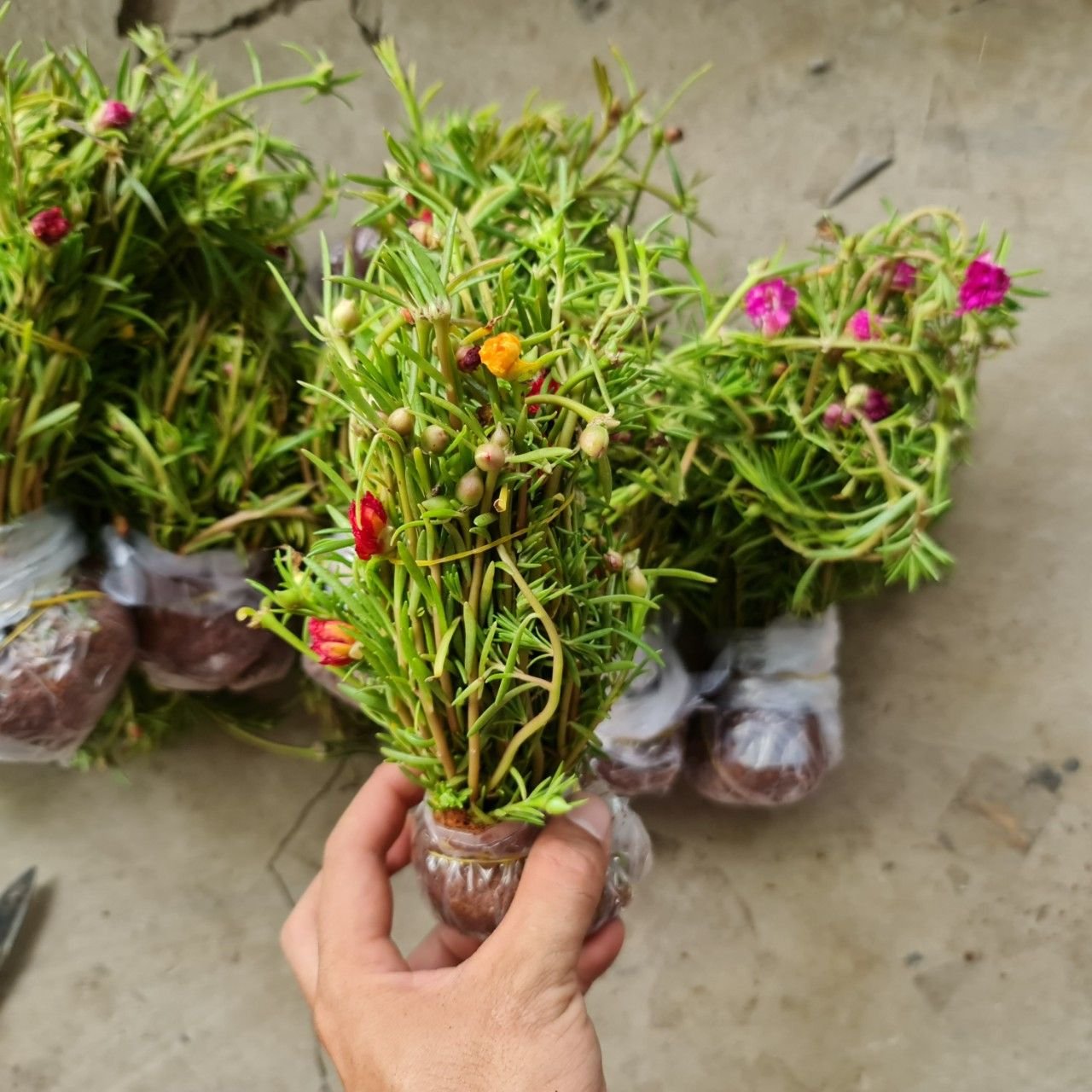 CÂY HOA MƯỜI GIỜ BÓ 50 CÂY ,(cao 15cm), Cây cảnh, dễ trồng GIÁ RẺ, nở quanh năm, Cây Tươi Nguyên CTN0540 2