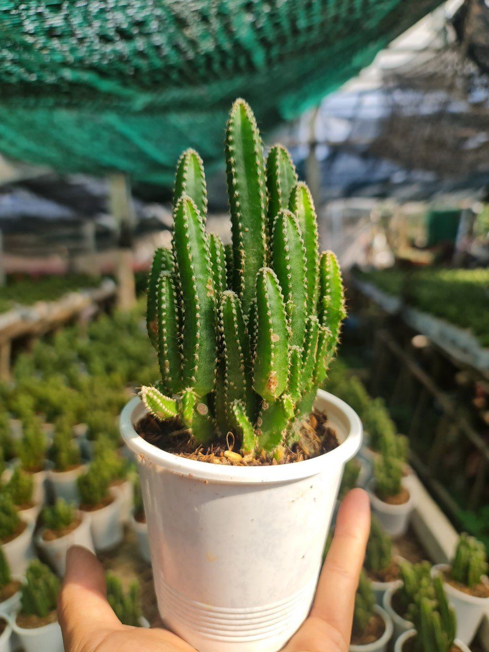 [Mua 2 giảm 15K ship] CÂY XƯƠNG RỒNG THANH SƠN (THÁP CHÀM) ,(cao 10cm), cây phong thủy hút tài lộc để bàn mini GIÁ RẺ, lọc không khí, Cây Tươi Nguyên CTN0160 3