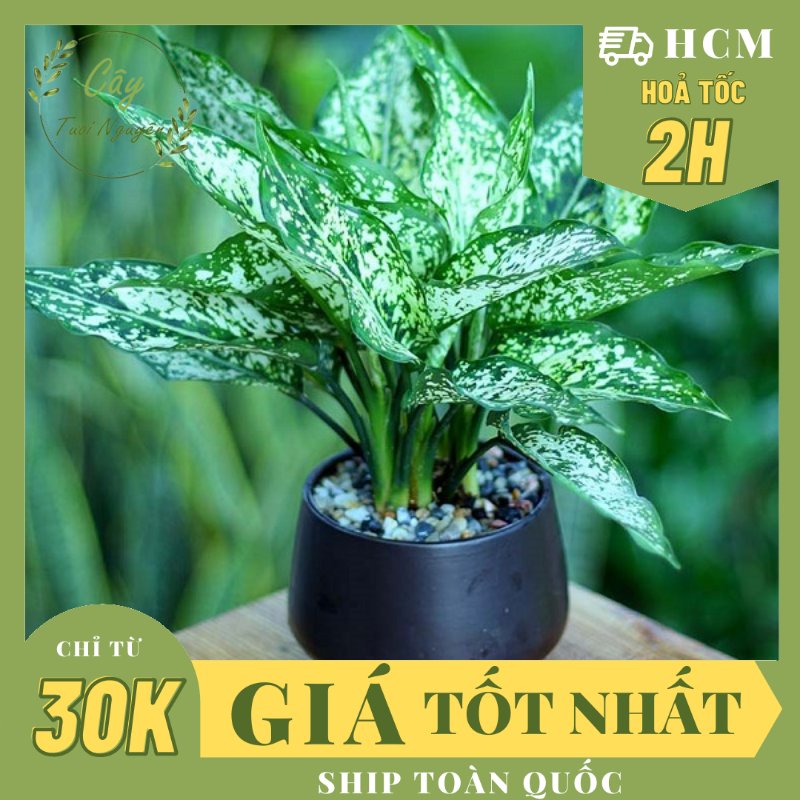 CÂY NGỌC NGÂN, (cao 25cm), cây phong thủy hút tài lộc để bàn mini GIÁ RẺ, lọc không khí, Cây Tươi Nguyên CTN0060