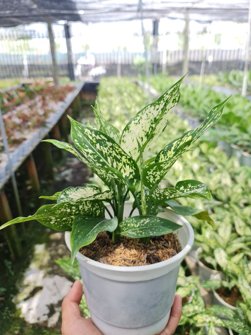 CÂY NGỌC NGÂN, (cao 25cm), cây phong thủy hút tài lộc để bàn mini GIÁ RẺ, lọc không khí, Cây Tươi Nguyên CTN0060 2