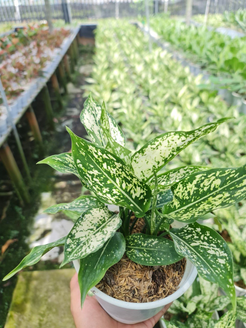 CÂY NGỌC NGÂN, (cao 25cm), cây phong thủy hút tài lộc để bàn mini GIÁ RẺ, lọc không khí, Cây Tươi Nguyên CTN0060 3