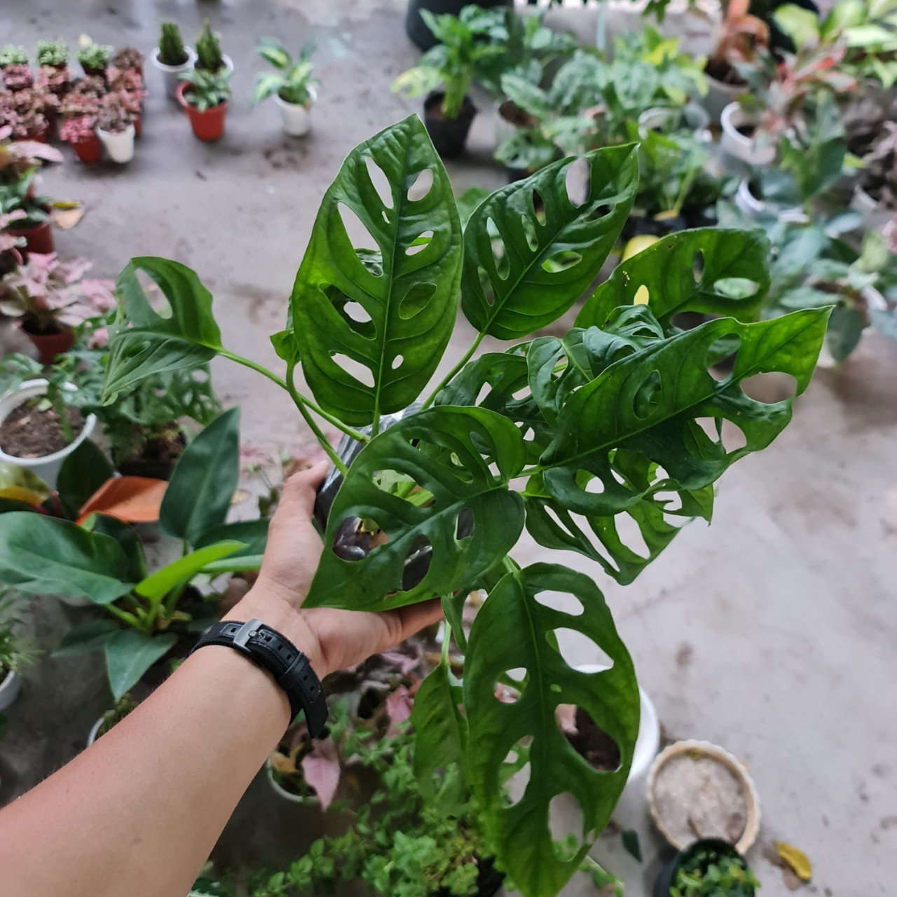 [Mua 2 giảm 15K ship] CÂY TRẦU BÀ LỖ ,(cao 30cm), cây phong thủy hút tài lộc để bàn mini GIÁ RẺ, lọc không khí, Cây Tươi Nguyên CTN0180 3