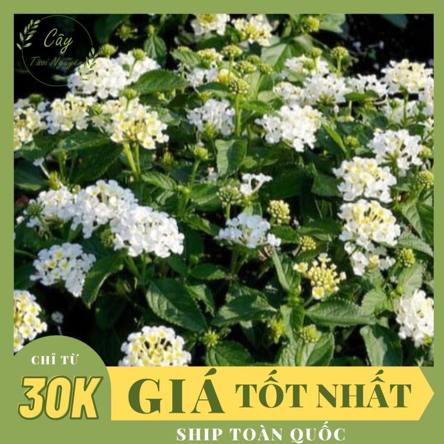 CÂY HOA NGŨ SẮC TRẮNG, (cao 25cm), Cây cảnh, dễ trồng GIÁ RẺ, nở quanh năm, Cây Tươi Nguyên CTN0390