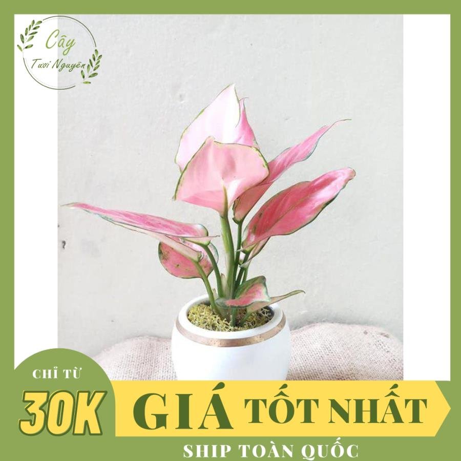CÂY HỒNG PHÁT LỘC, (cao 30cm), cây phong thủy hút tài lộc để bàn mini GIÁ RẺ, lọc không khí, Cây Tươi Nguyên CTN0100