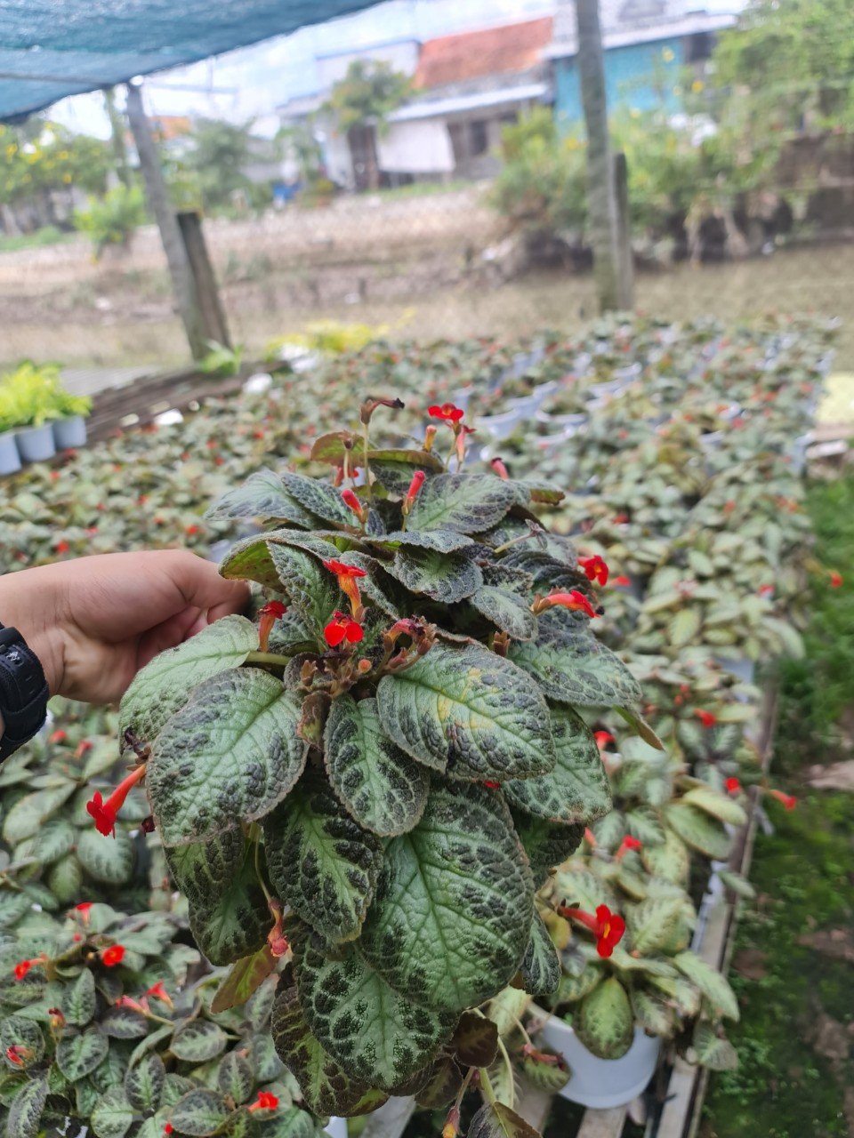 CÂY GẤM HẢI ĐƯỜNG, (cao 20cm), cây phong thủy hút tài lộc để bàn mini GIÁ RẺ, lọc không khí, Cây Tươi Nguyên CTN0230 3