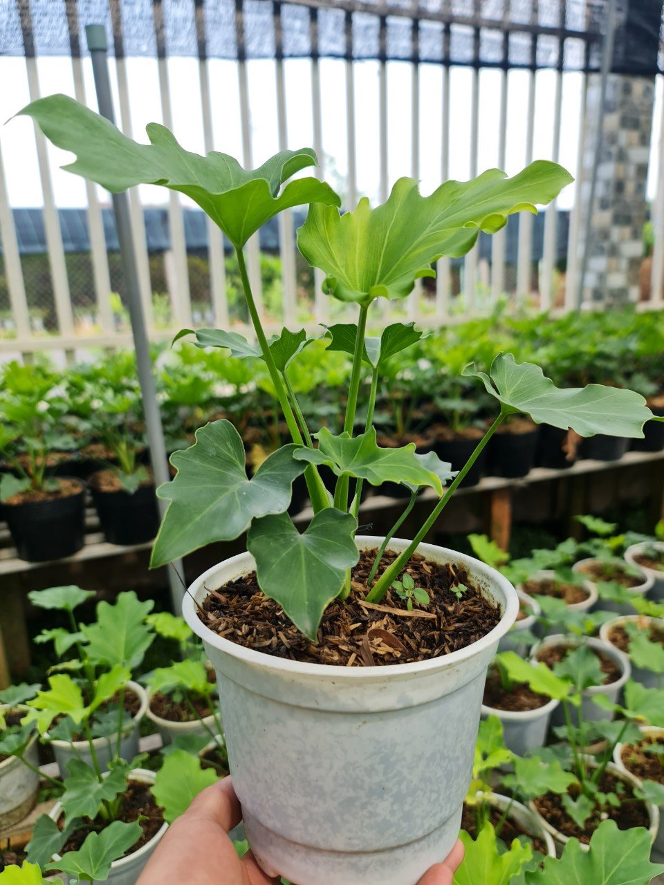 CÂY TRẦU BÀ THANH XUÂN Size nhỏ, (cao 25cm), cây phong thủy hút tài lộc để bàn mini GIÁ RẺ, lọc không khí, Cây Tươi Nguyên CTN0190 3