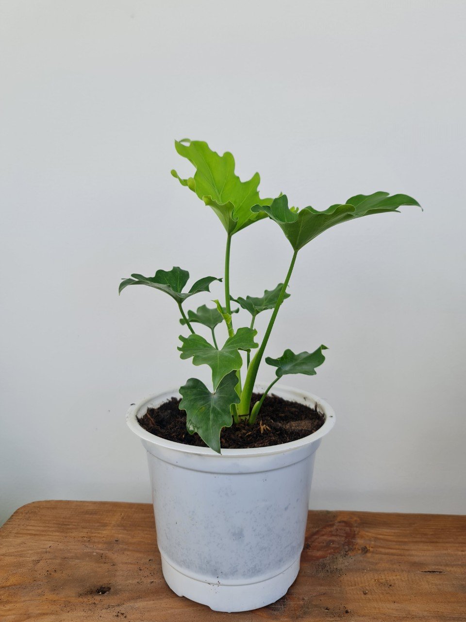 CÂY TRẦU BÀ THANH XUÂN Size nhỏ, (cao 25cm), cây phong thủy hút tài lộc để bàn mini GIÁ RẺ, lọc không khí, Cây Tươi Nguyên CTN0190 2