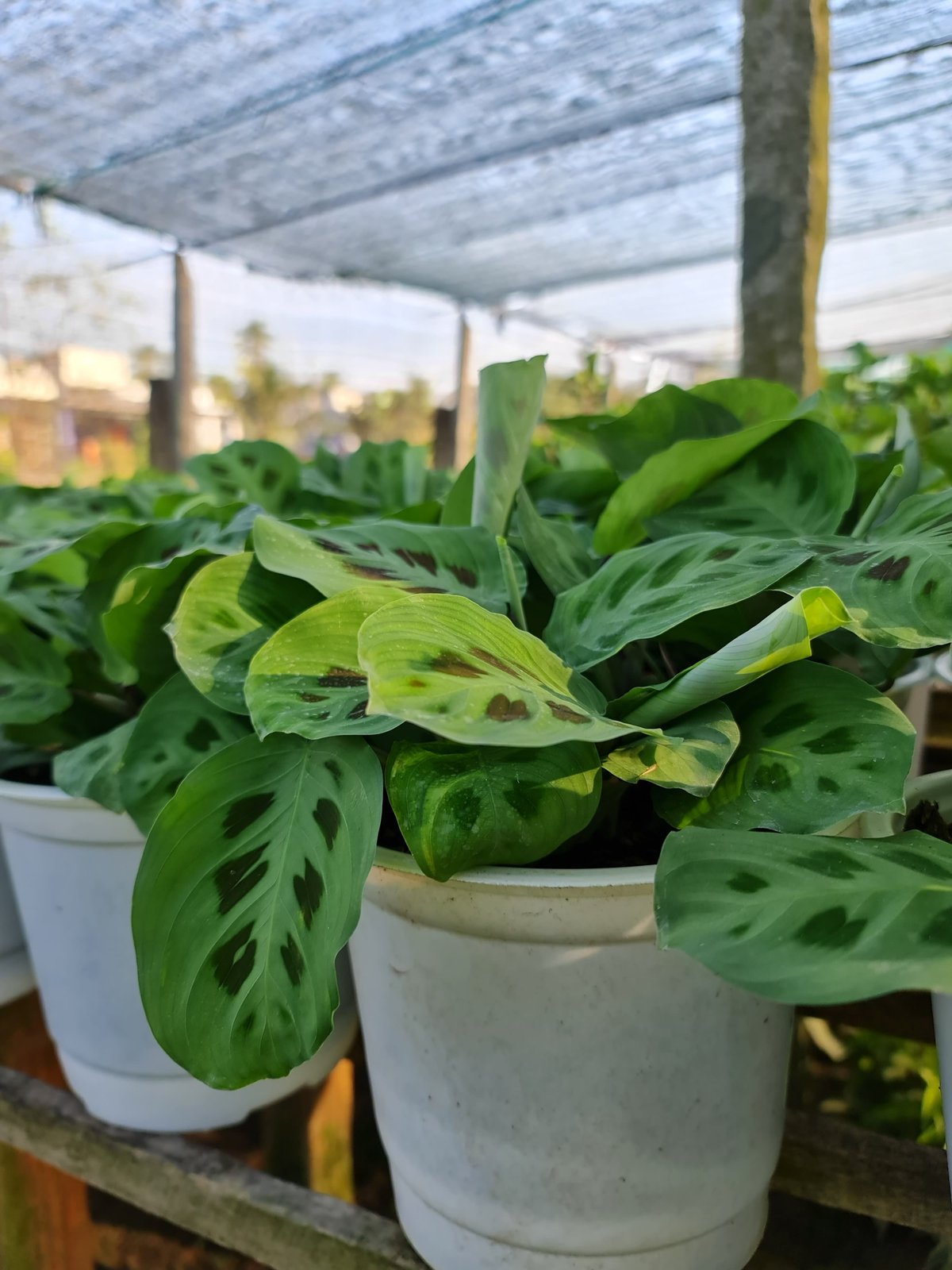 CÂY ĐUÔI CÔNG Đốm xanh, (cao 35cm), cây phong thủy hút tài lộc để bàn mini GIÁ RẺ, lọc không khí, Cây Tươi Nguyên CTN0080 3