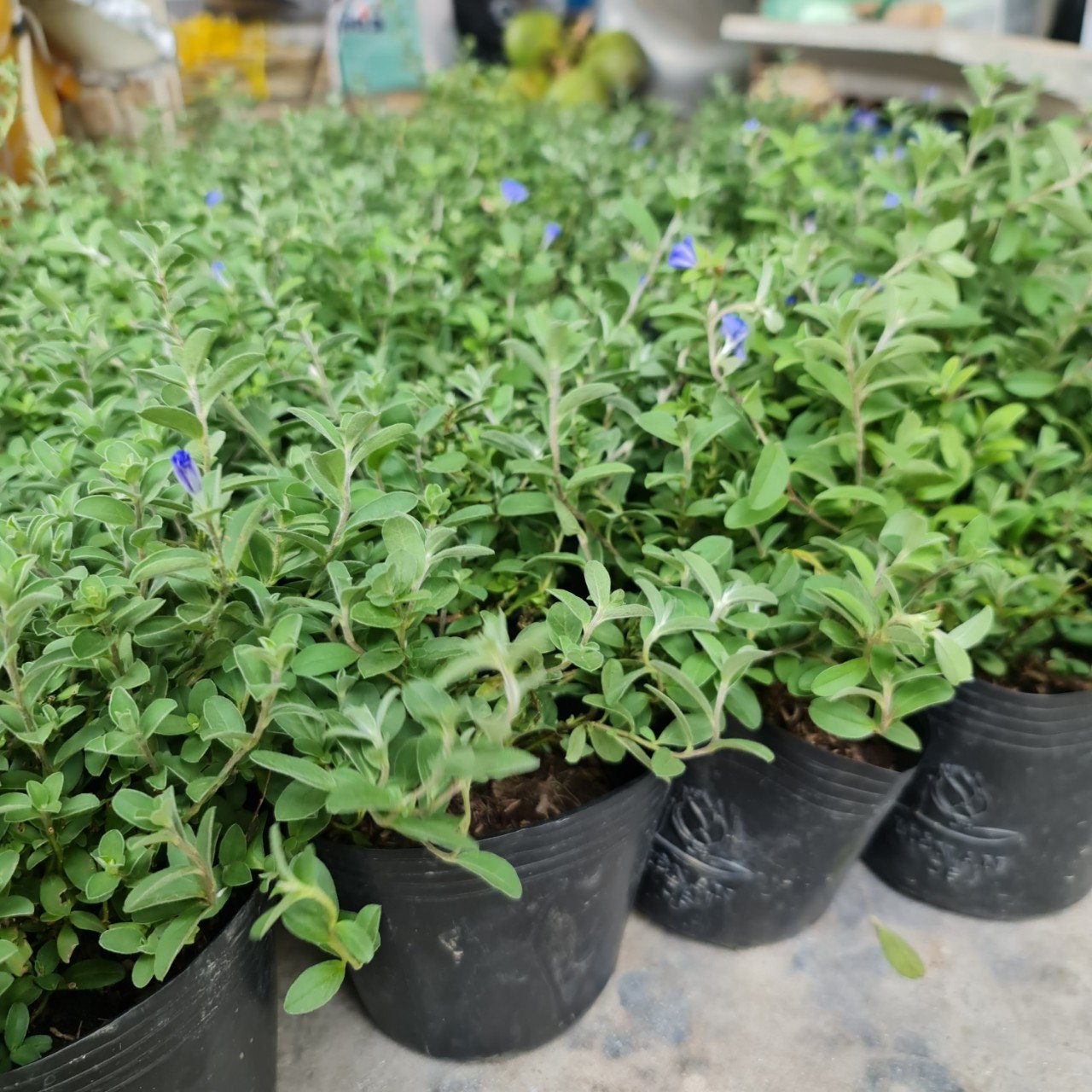 CÂY HOA THANH TÚ, (cao 20cm), Cây cảnh, dễ trồng GIÁ RẺ, nở quanh năm, Cây Tươi Nguyên CTN0300 2