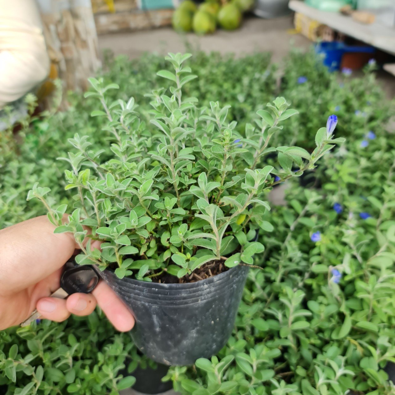CÂY HOA THANH TÚ, (cao 20cm), Cây cảnh, dễ trồng GIÁ RẺ, nở quanh năm, Cây Tươi Nguyên CTN0300 3