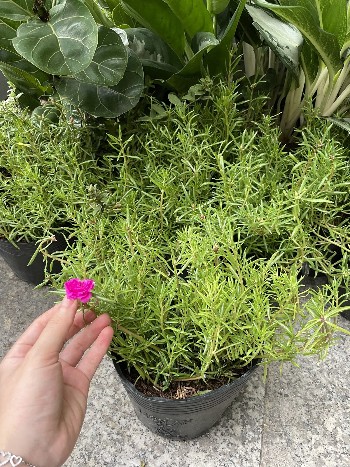 CÂY HOA MƯỜI GIỜ MỸ KÉP, (cao 20cm), Cây cảnh, dễ trồng GIÁ RẺ, nở quanh năm, Cây Tươi Nguyên CTN0530 3