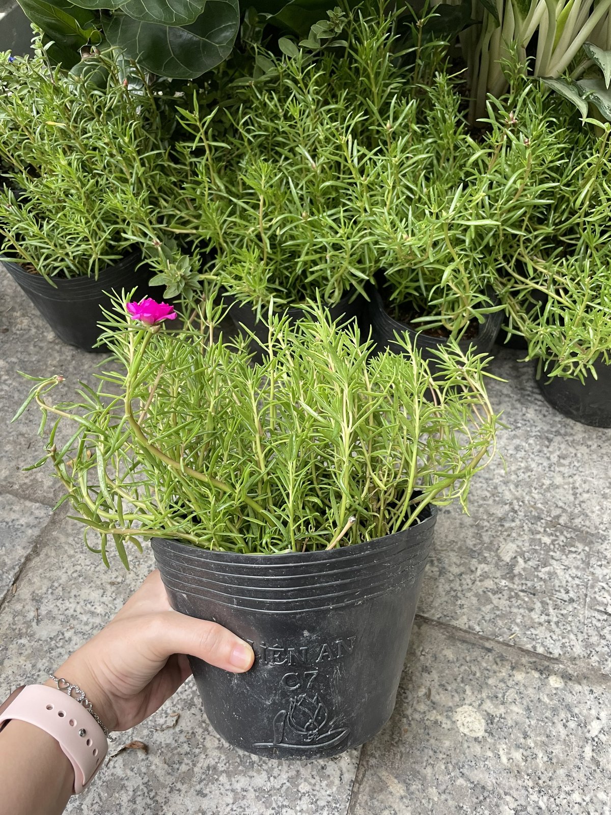 CÂY HOA MƯỜI GIỜ MỸ KÉP, (cao 20cm), Cây cảnh, dễ trồng GIÁ RẺ, nở quanh năm, Cây Tươi Nguyên CTN0530 2